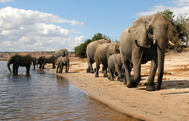 elephants_botswana_home_slider