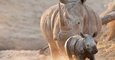 FOREVERMARK SUPPORTS RHINO RESCUE IN BOTSWANA