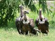 VULTURES THREATENED WITH EXTINCTION